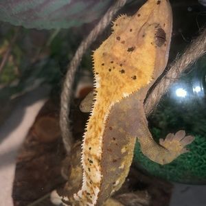 Meet your Posher, Gracie